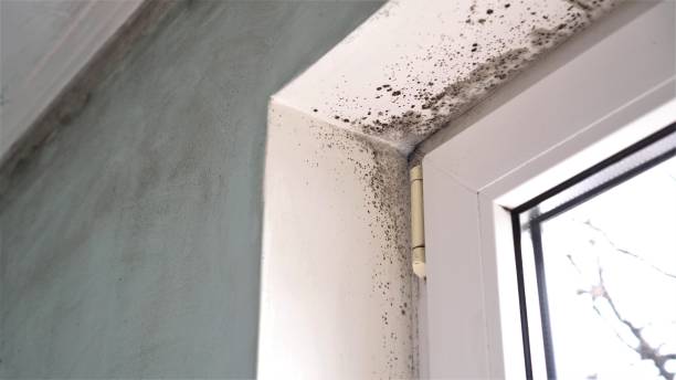 Best Basement Mold Remediation in Clayton, NC