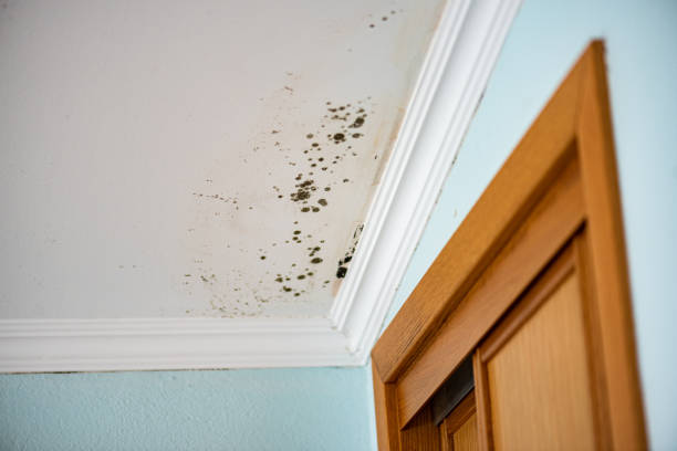 Best Basement Mold Remediation in Clayton, NC