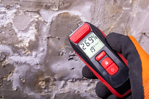 Best White Mold Remediation in Clayton, NC