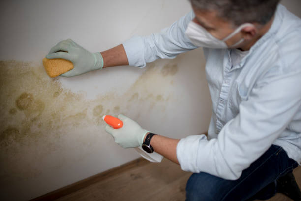 Best Health and Safety Mold Remediation in Clayton, NC