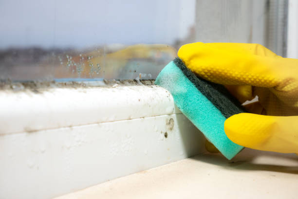 Best HVAC Mold Remediation in Clayton, NC