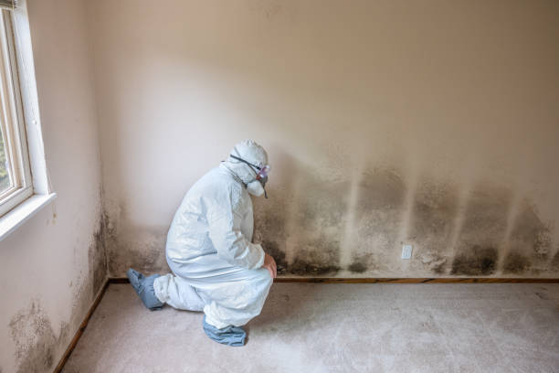 Best Industrial Mold Remediation in Clayton, NC